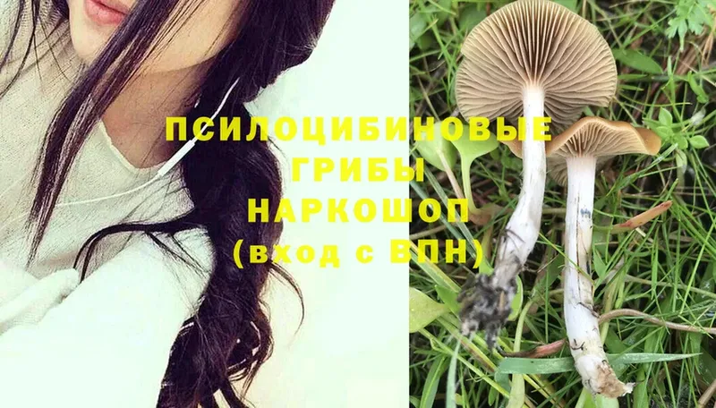 Галлюциногенные грибы Psilocybe  Верхний Тагил 